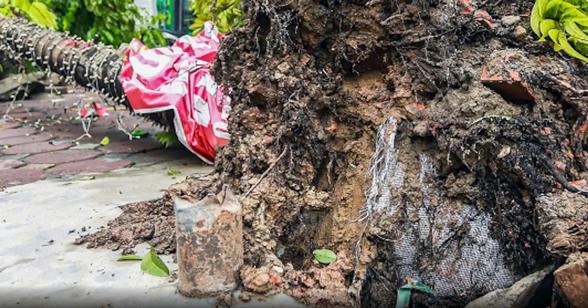 Cảnh báo trồng cây xanh sai kỹ thuật: Nguyên nhân cây đổ và giải pháp