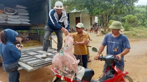 Giữ rừng trên "ngã 3 biên" - Cuộc sống khá lên nhờ rừng