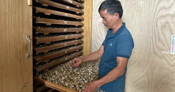 Mô hình Nuôi Cút Lấy Trứng Lộn: Thay đổi Năng Suất Cà Phê